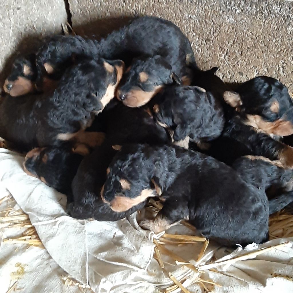 chiot Airedale Terrier De La Drocourtoise