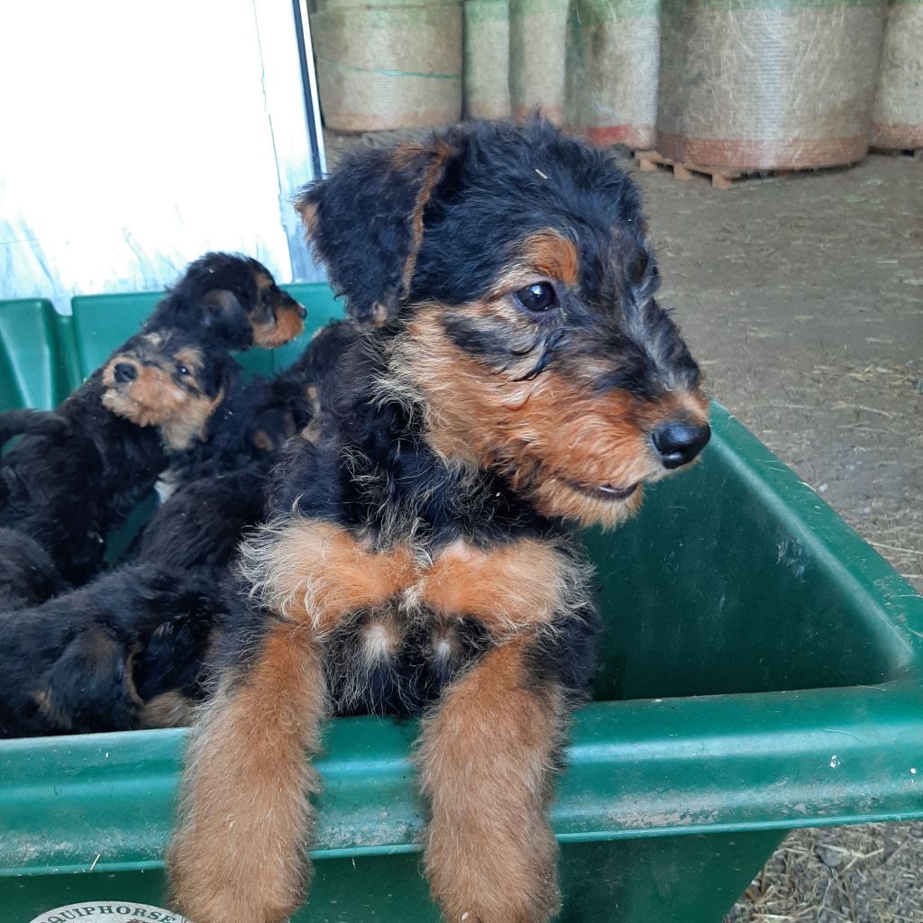 De La Drocourtoise - Chiot disponible  - Airedale Terrier